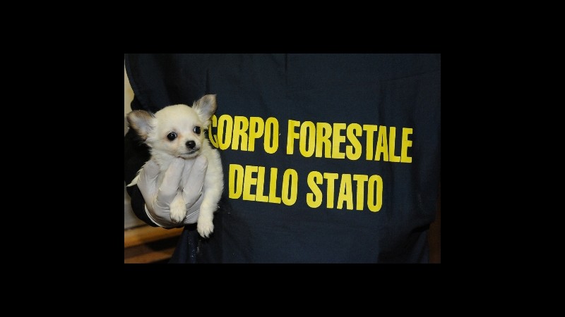 Sequestrati nel napoletano 52 cuccioli provenienti dall’Ungheria