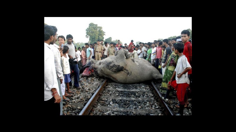 India, treno investe e uccide 5 elefanti in foresta nell’est: polemiche