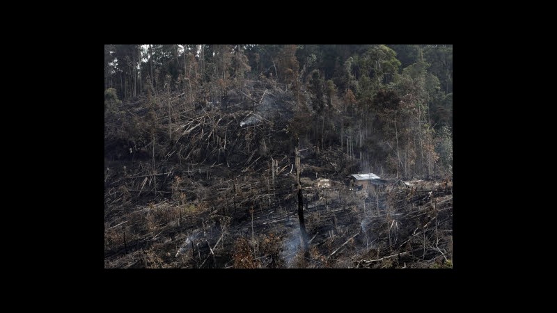 Procter & Gamble: Entro 2020 stop a deforestazione per olio di palma