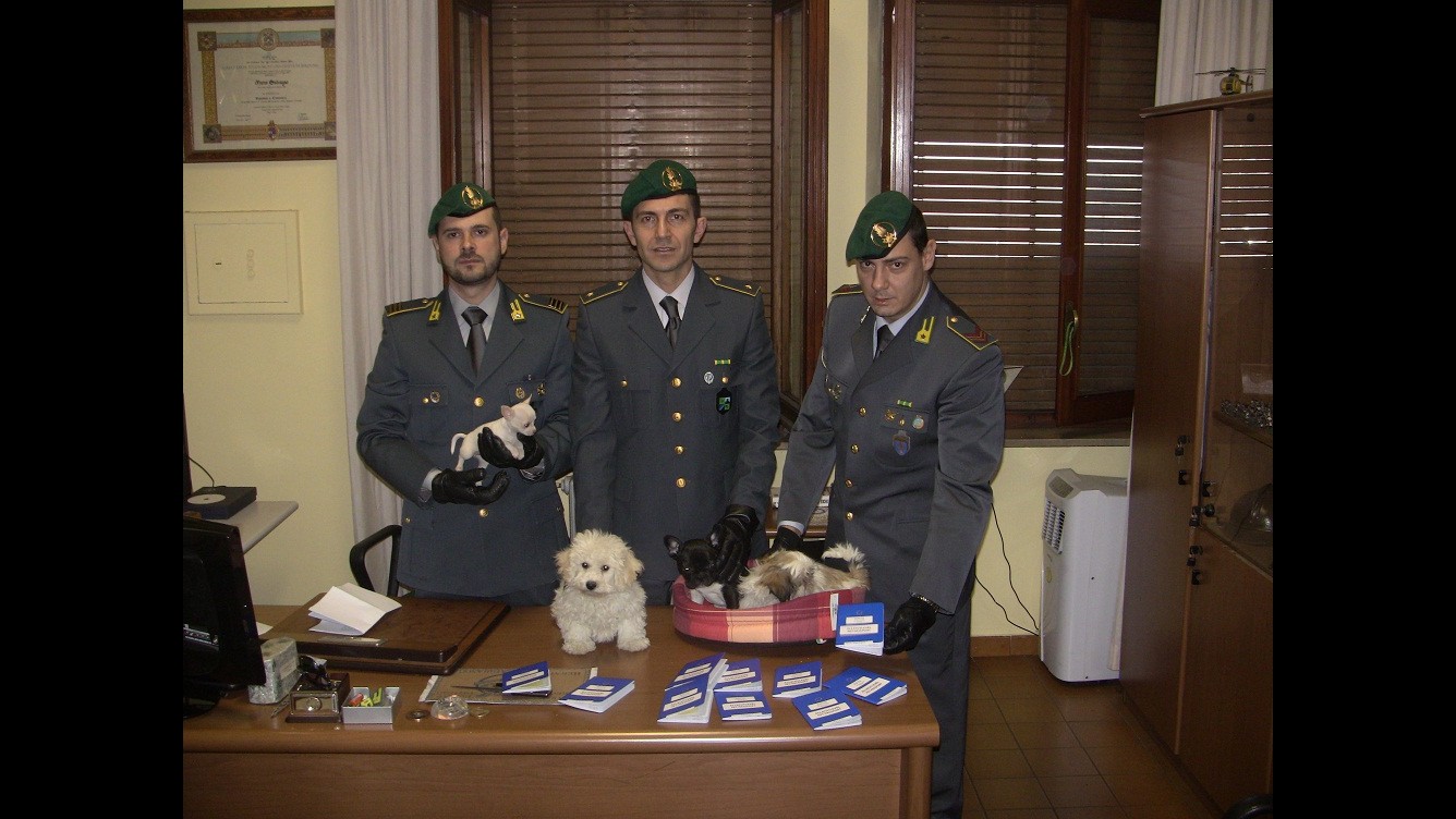 Torino, sequestrati cuccioli che venivano venduti appena nati
