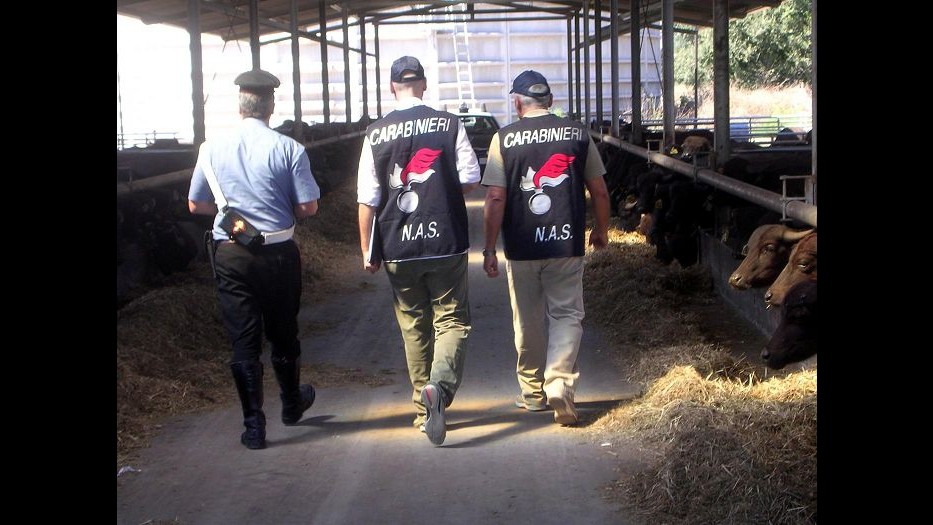 Feci di topo su alimenti, sequestrate 4 tnl cibo tra Roma e Palermo