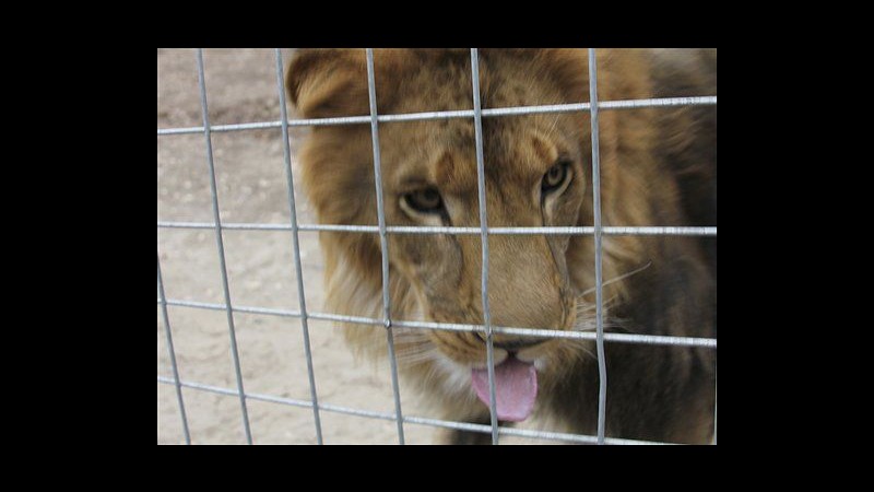 Usa, 24enne uccisa da leone in zoo privato