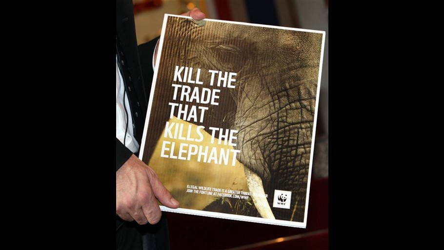 Thailandia, Wwf consegna petizione a premier: vieti commercio avorio
