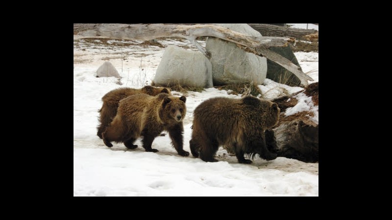 Usa, orso attacca donna in Florida: 5 animali uccisi da autorità