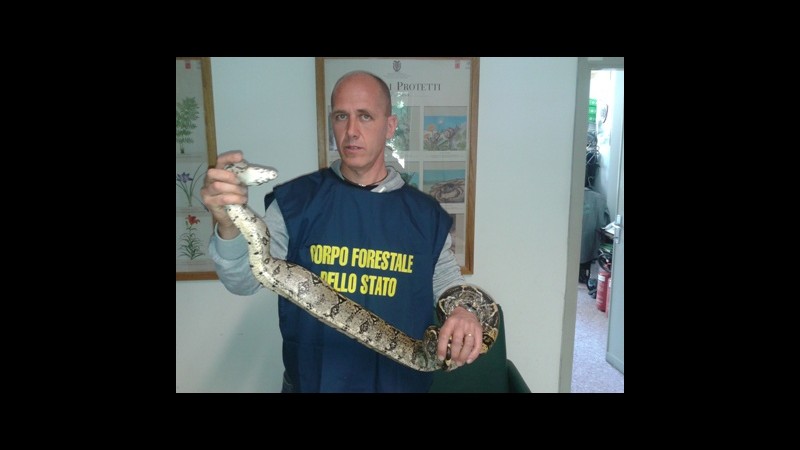 Firenze, rinvenuto dalla forestale un boa in pieno centro