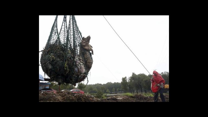 Cina, numero maiali morti recuperati in fiume Shanghai salito a 7.500