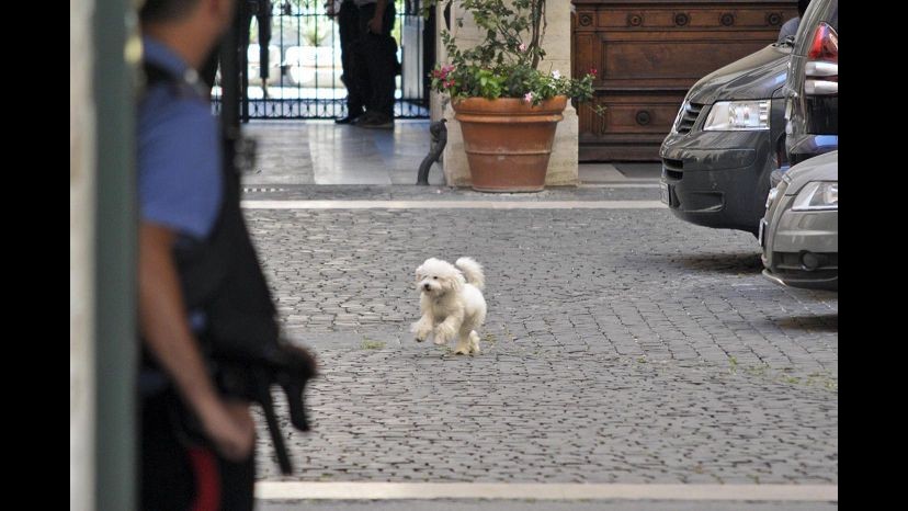 Esercito di Silvio lancia ‘Amici di Dudù’: cane più simpatico vince book da fotografo dei vip