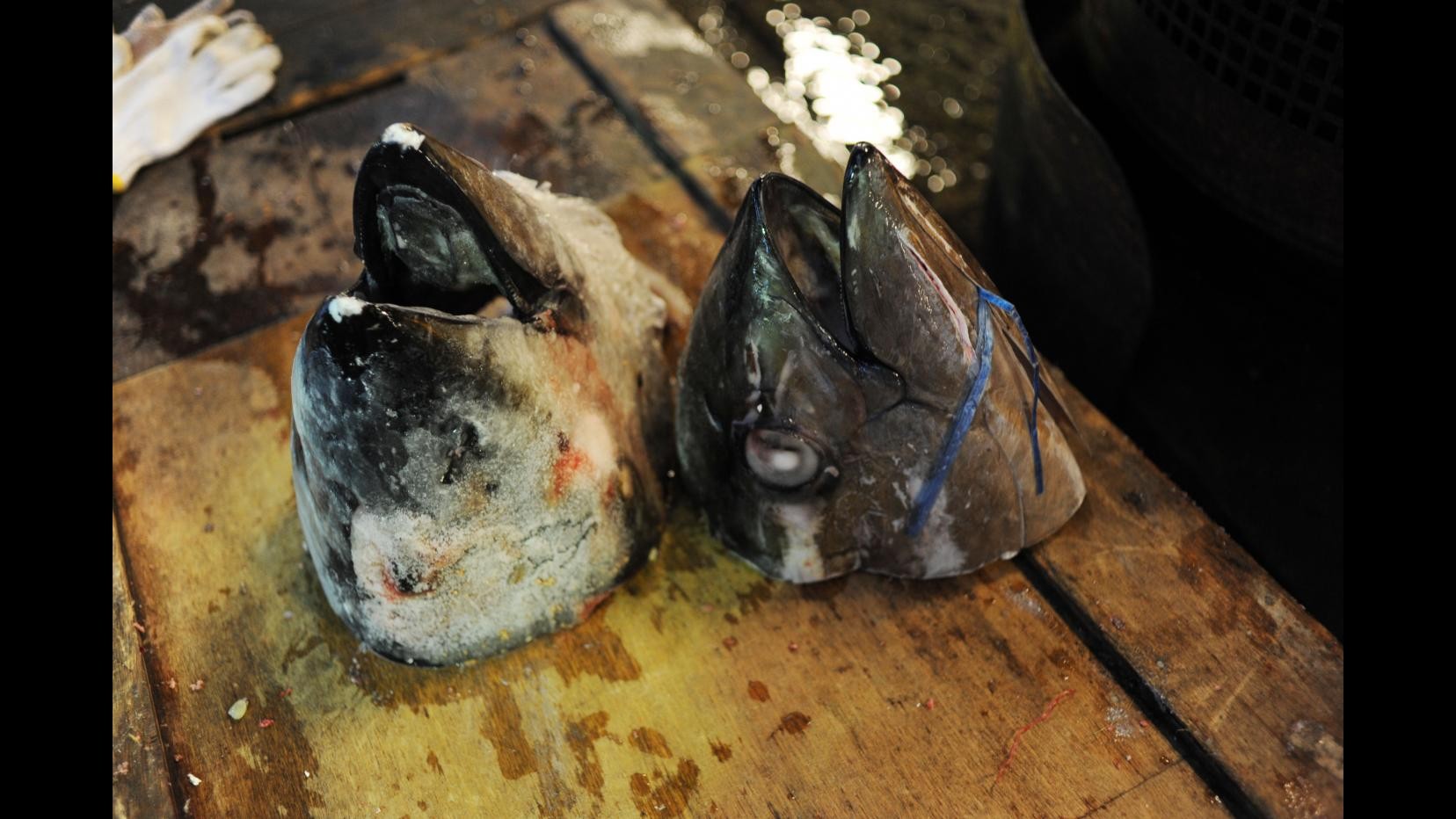 Bari, sequestrati 400 kg pesce senza etichetta, multe per 18mila euro