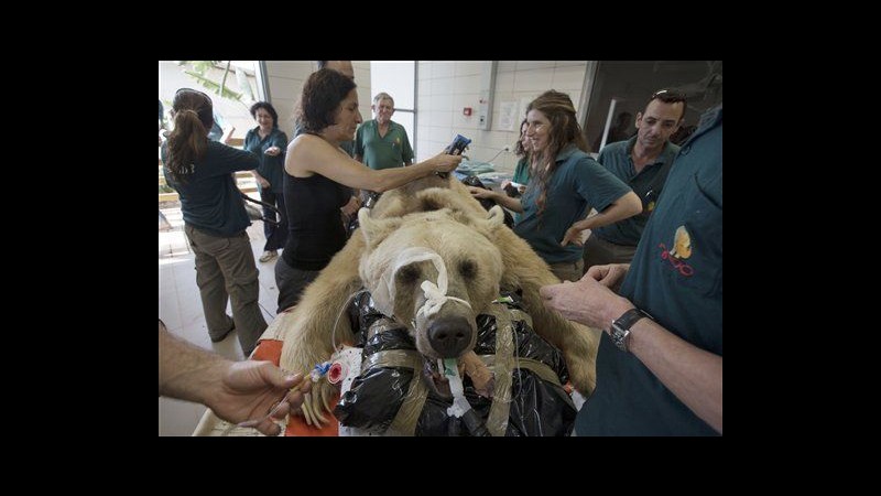 Israele, orso bruno operato allo zoo di Ramat Gan per ernia al disco