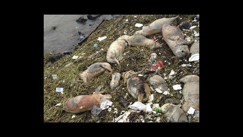 Cina, 2.800 carcasse di suini in fiume Shanghai: timore di malattie