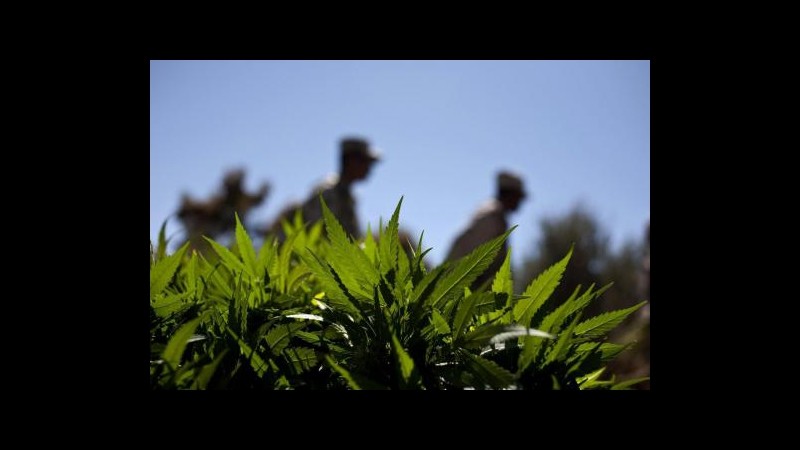 Uruguay rivela nuove regole su marijuana: legali 10 grammi a settimana