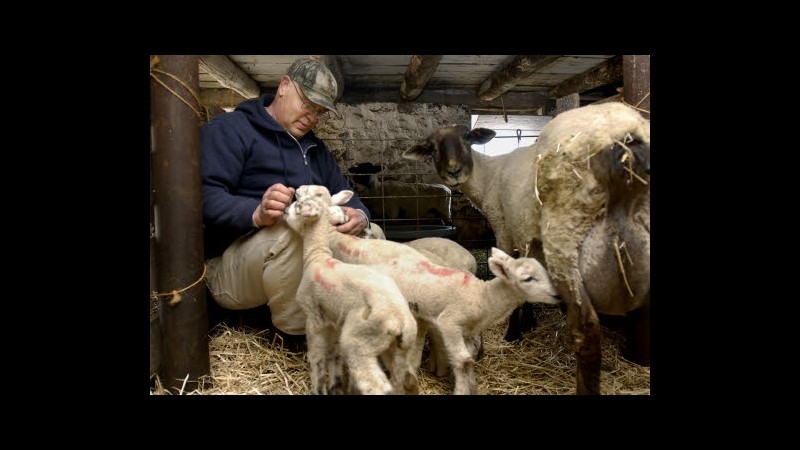 Stop alla strage degli agnelli: ecco i menù vegetariani di Pasqua