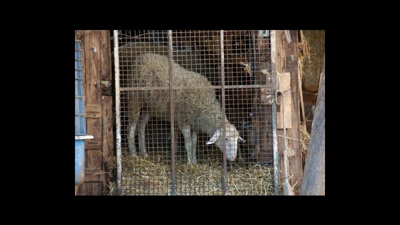 Pasqua, animalisti a San Pietro: Basta strage agnelli, non è cristiano