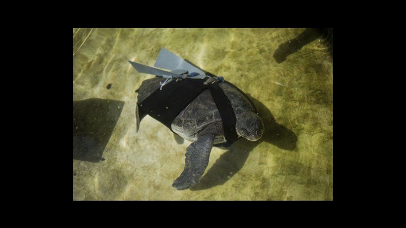 Protesi come ali di jet: tartaruga marina biamputata nuota di nuovo