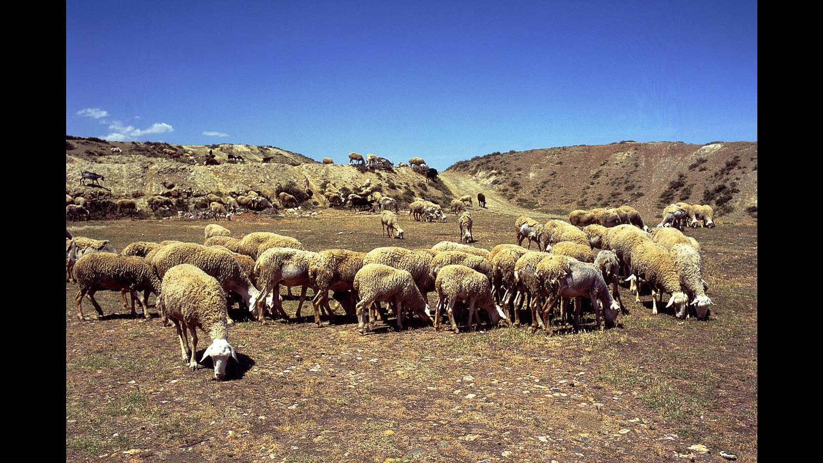 Caltanissetta, arrestati 2 allevatori per maltrattamento animali