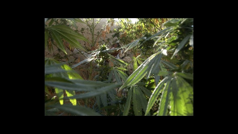 Reggio Emilia, perde iPhone con foto serre marijuana: arrestato 22enne