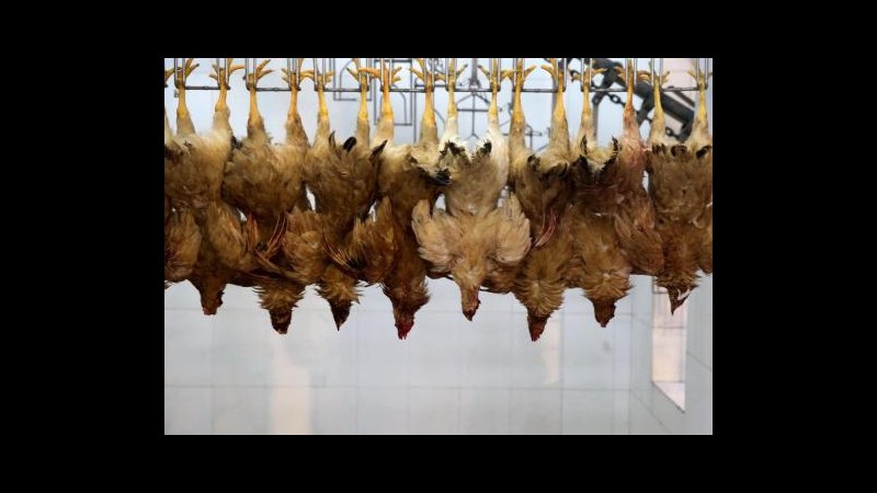 Aviaria si diffonde in Cina: primo caso a Pechino