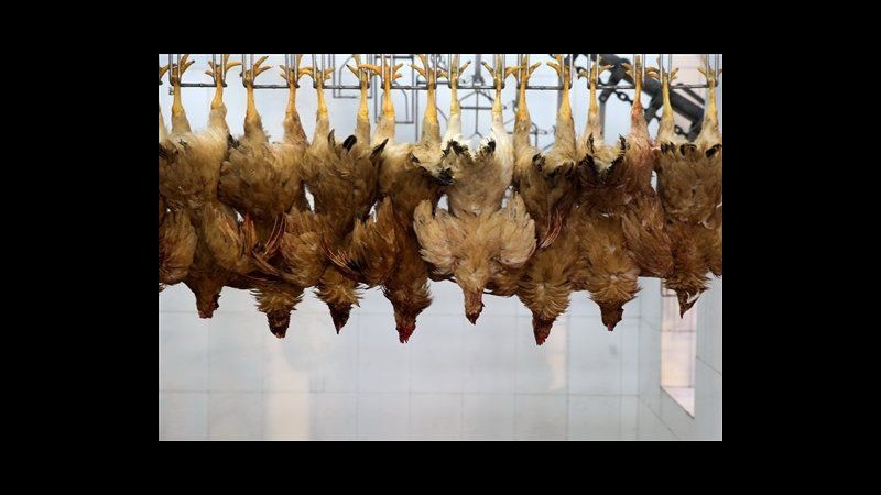 Aviaria, in Cina 11 morti e 29 malati per virus H7N9