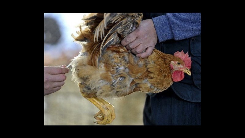 Aviaria, ancora un caso di H7N9 in Cina: bilancio sale a 21