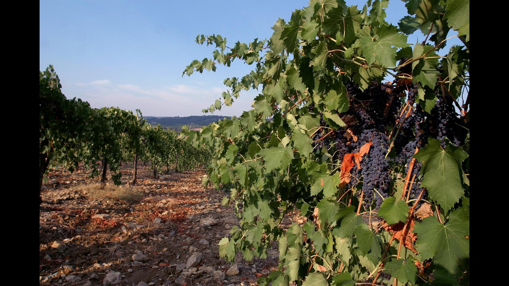 Coldiretti: Scoperta frode Brunello, 2 bottiglie su 3 all’estero