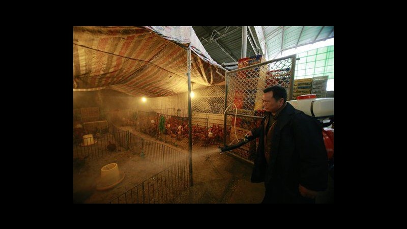 Aviaria, morti per virus H7N9 in Cina salgono a 5, confermati 14 casi