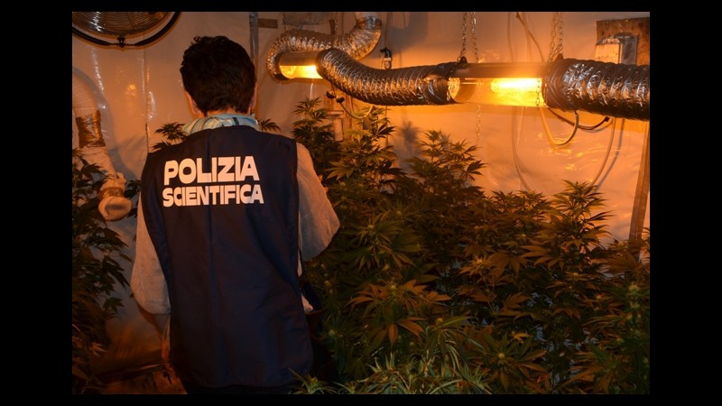 Napoli, scoperta serra di marijuana in sotterranei chiesa Santissimo Crocifisso