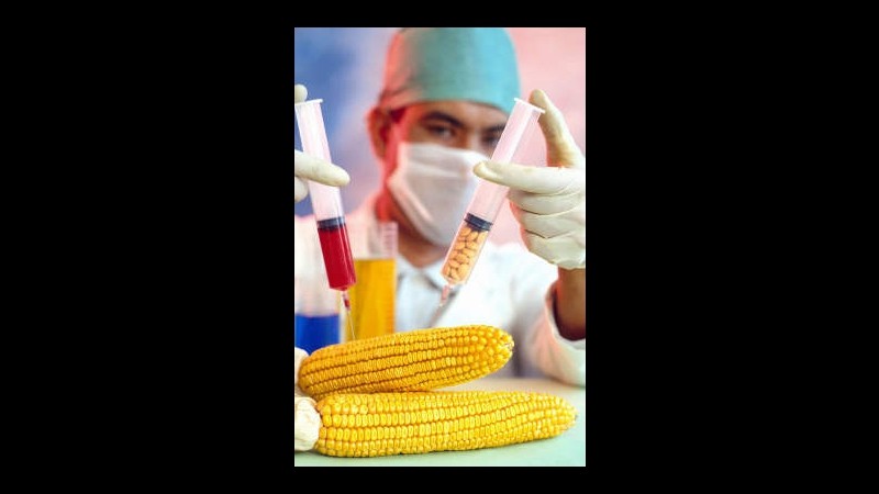 Ogm, Italia chiede sospensione autorizzazione mais Mon810