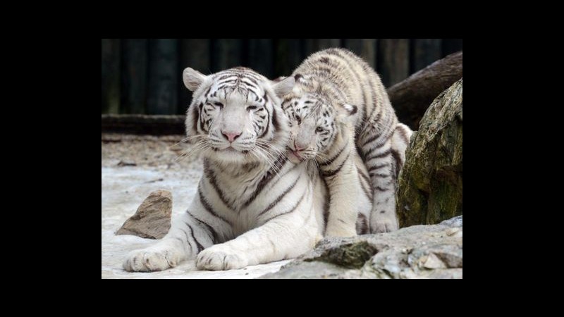Austria, Obama nasce allo zoo: è un cucciolo di tigre bianca