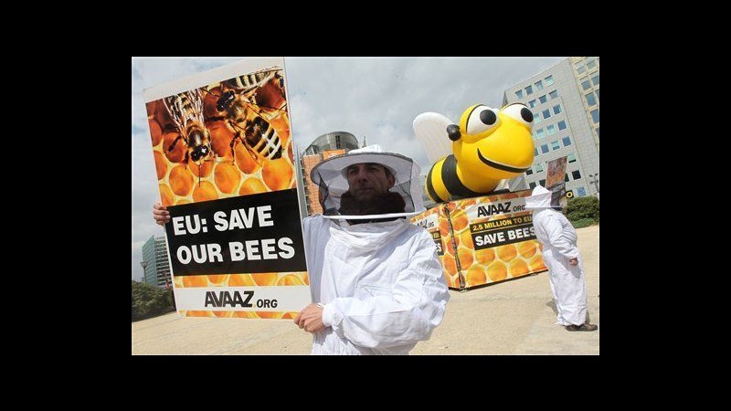 Ue: Da 1 dicembre restrizioni su 3 pesticidi contro calo popolazione api
