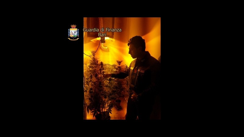 Scoperta nel barese coltivazione di marijuana: arrestato 27enne