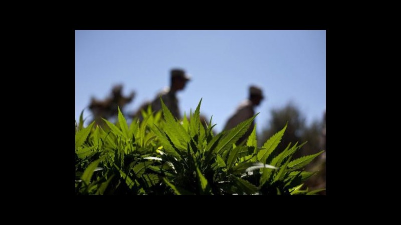 Brasile, sequestrate 2 tonnellate marijuana in scuola samba a San Paolo