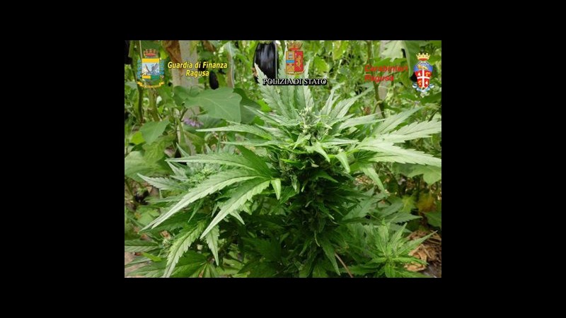 Scoperta piantagione marijuana tra melanzane nel ragusano: 2 arresti