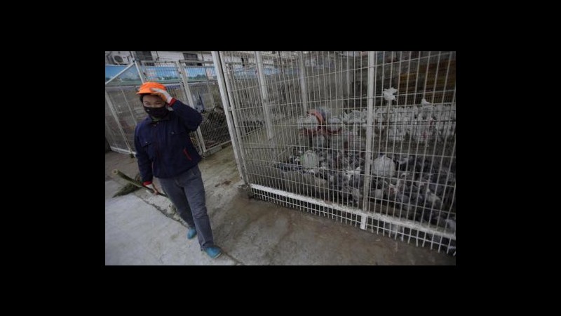 Aviaria, Oms: Trasmissione H7N9 da volatili a umani più facile di H5N1