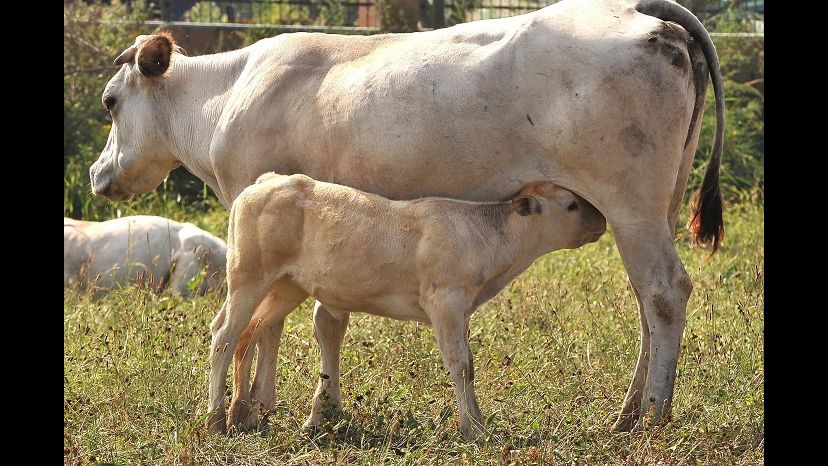 Carne bovina infetta venduta come pregiata, sequestri Nas in 21 province