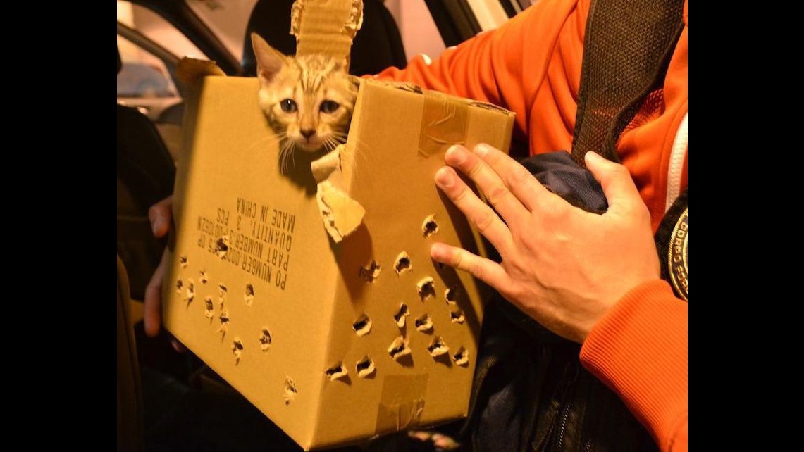 Allarme Lav:100mila cuccioli ogni anno vittime del traffico di animali