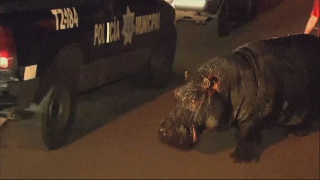 Messico, ippopotamo vaga per la città: mistero sul proprietario