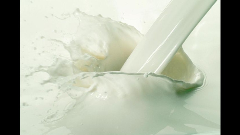 Udine, 60 quintali di latte contaminato: 1 arresto e 3 aziende sospese
