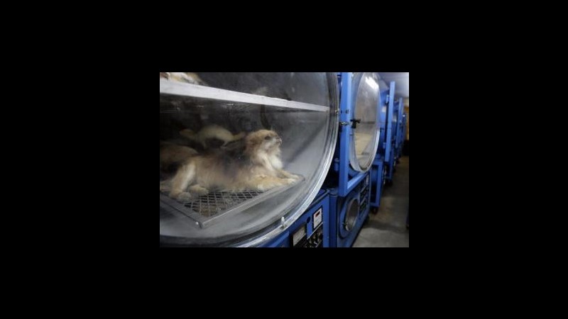 Danimarca, vicini protestano per guaiti: polizia trova 30 cani in freezer