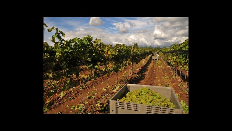 Paesaggi piemontesi del vino diventano patrimonio dell’umanità