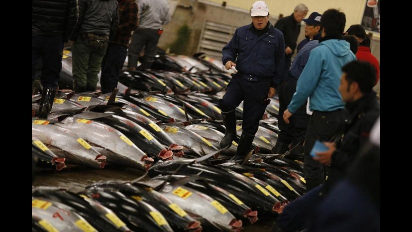 Catania, sequestrati 670 kg tonno rosso pescati illegalmente
