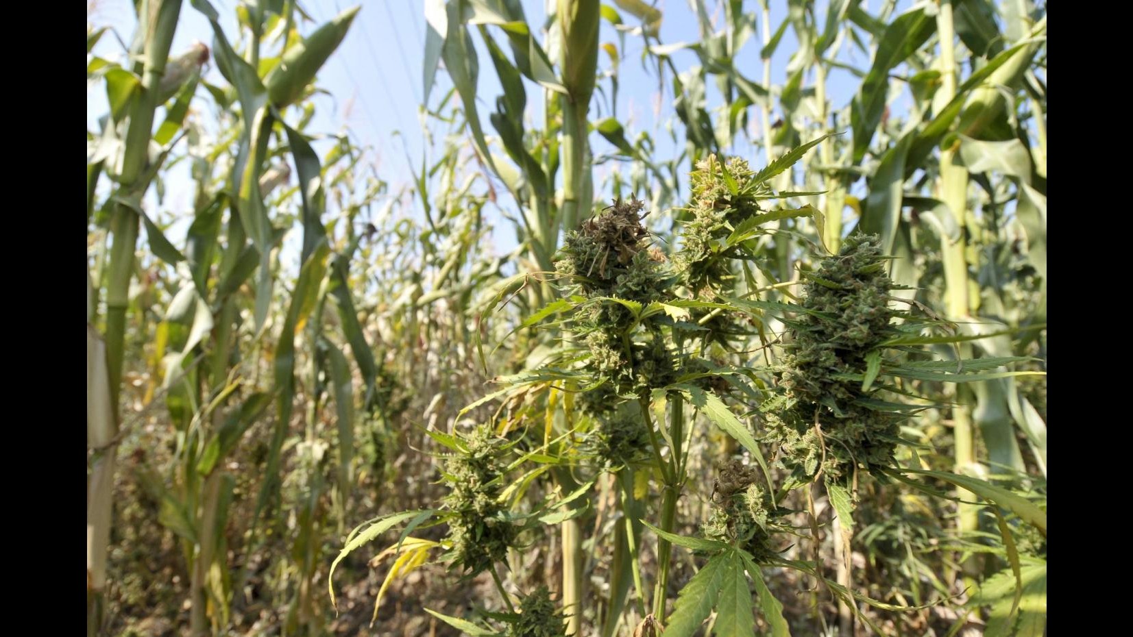 Catania, sequestrate 2 tonnellate di marijuana: valore pari a 20 mln euro