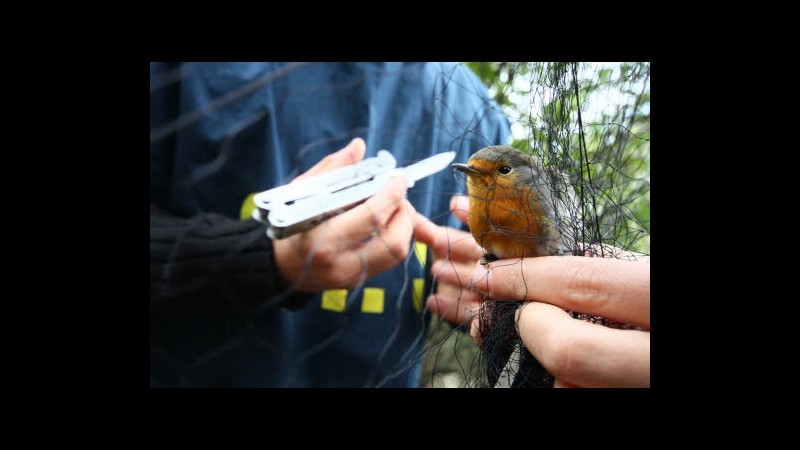Wwf: 50 nidi specie rare distrutti da marea artificiale Orbetello