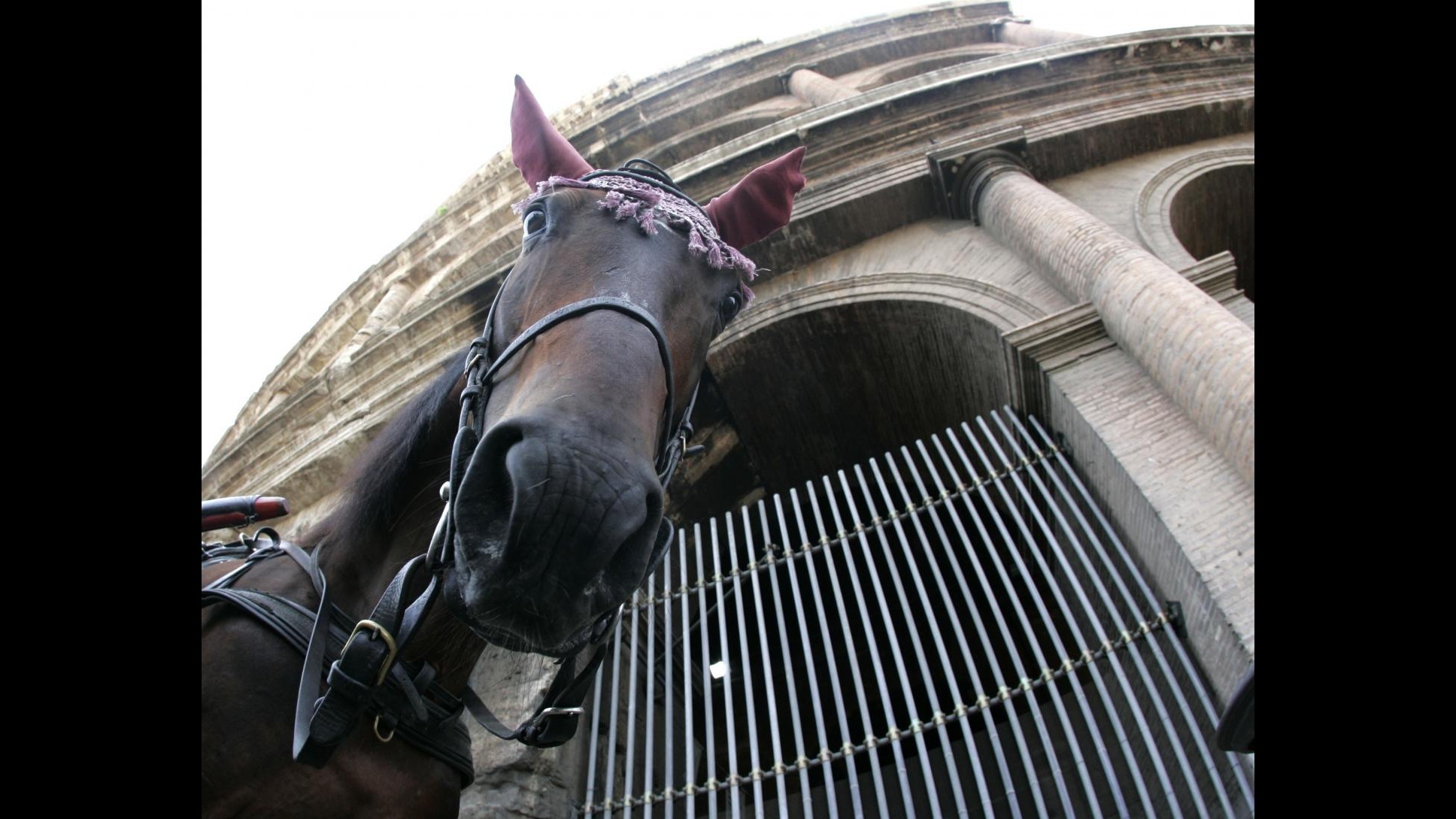 Fari puntati sui reati contro gli animali: a Trento seminario dell’Enpa