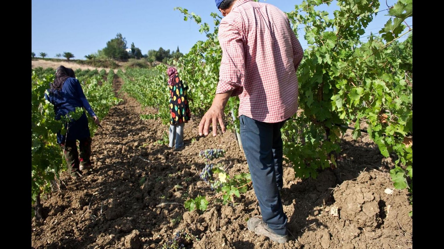 Scoperta truffa all’Inps: 1314 falsi braccianti agricoli a Brindisi