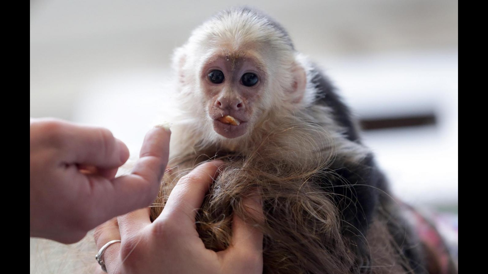 Justin Bieber rinuncia a sua scimmia, Peta chiede trasferimento in UK