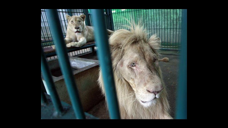 Thailandia, negozio vende animali protetti: un arresto