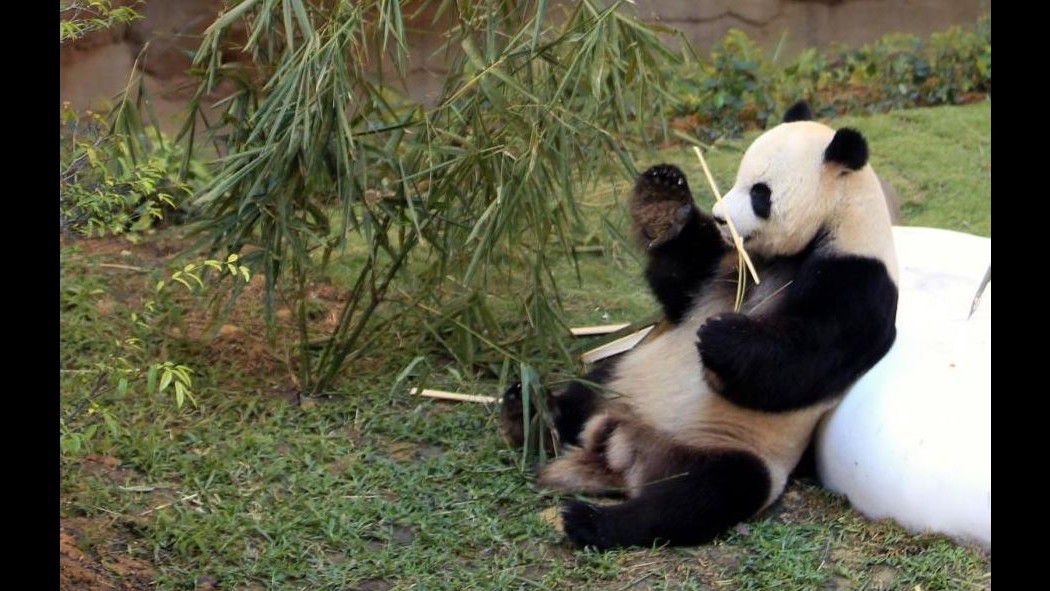 Belgio, coppia di panda giganti protagonista del China Day