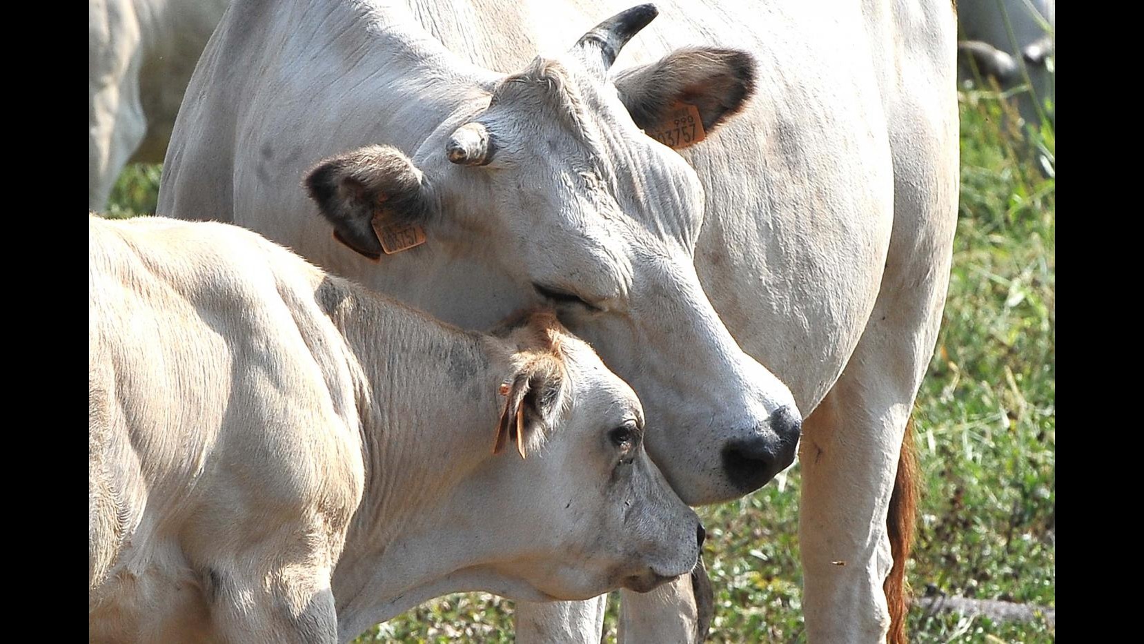 Mantova, traffico farmaci veterinari per gonfiare vitelli: 65 indagati