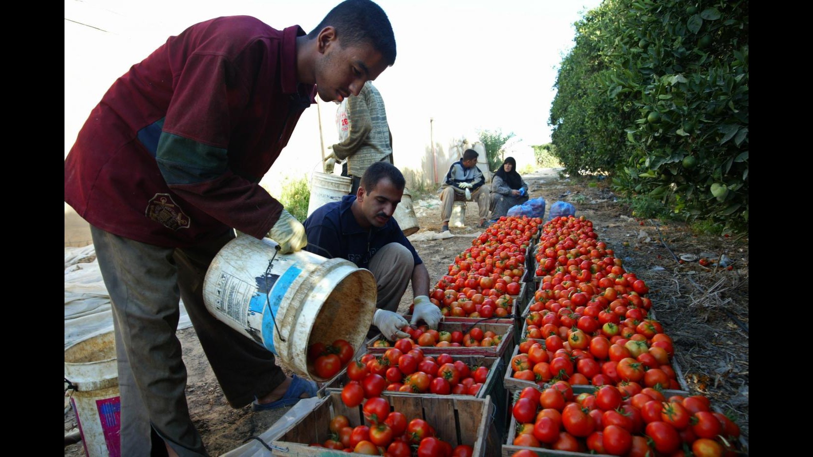 Lavoro, Caritas avvia progetto Presidio per accompagnamento stagionali