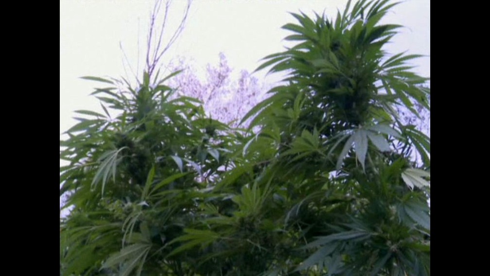 Usa, a Los Angeles stop a mercato coltivatori marijuana a fini medici